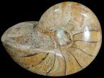 Polished Nautilus Fossil - Madagascar #67907-1